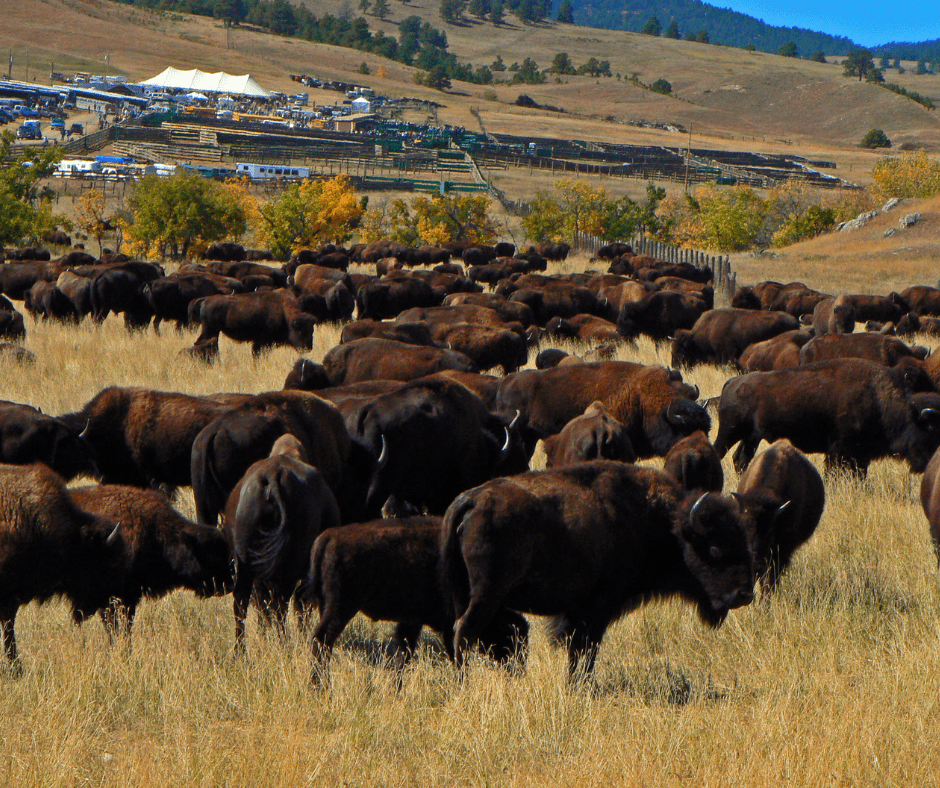 Buffalos in Custer State Park